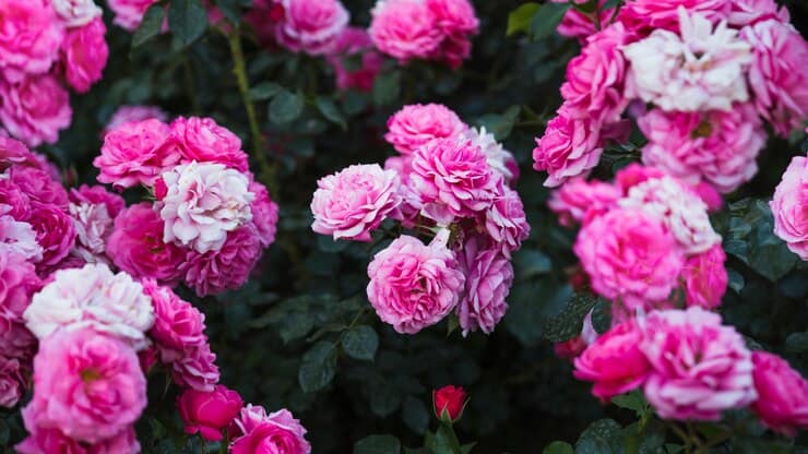 تصویر 4 از گل محمدی کاشانی نماد گلاب‌ گیری سنتی و عطر ایرانی اصیل